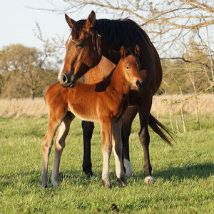 Meet your Posher, Shelly